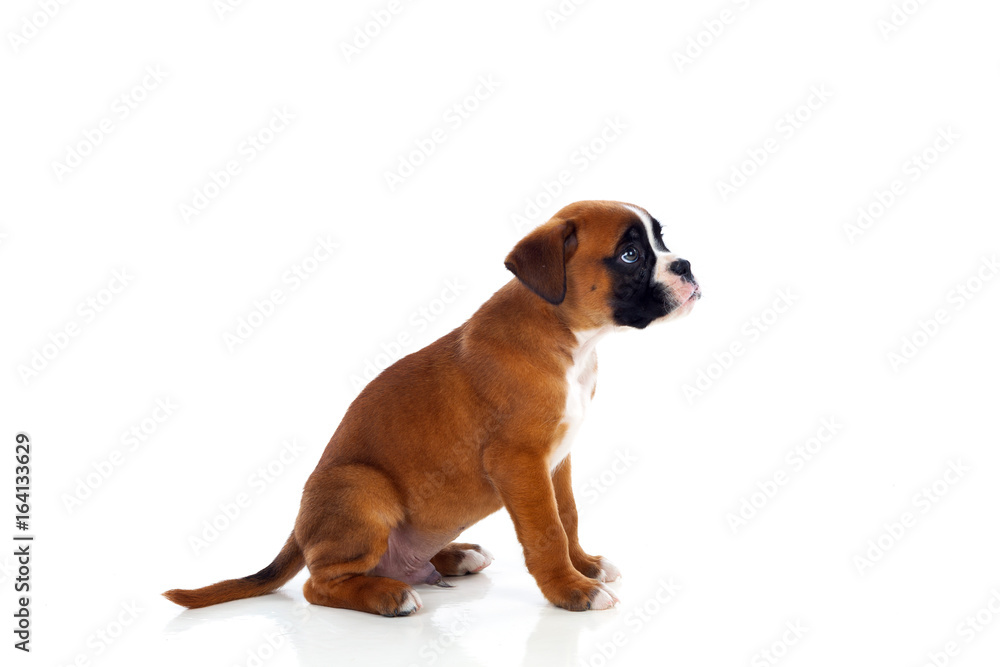 Adorable boxer puppy sitting Adorable boxer puppy sitting