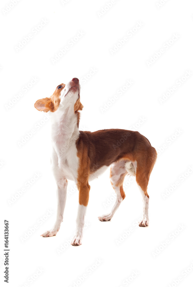 Beautiful hound dog
