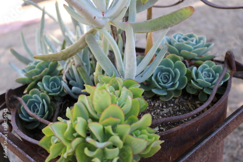 Succulents