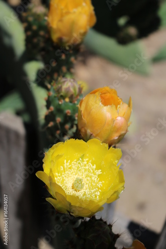 Yellow Cactus Flower