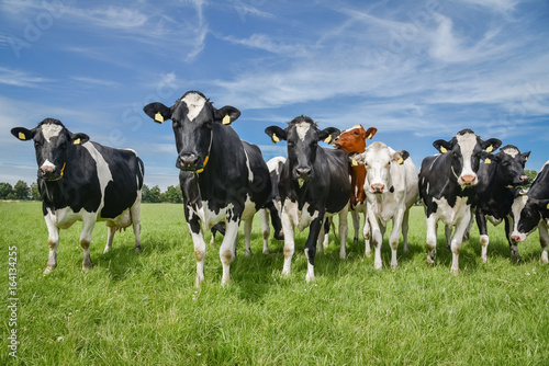 Herde neugieriger Kühe auf einer Sommerwiese © Countrypixel
