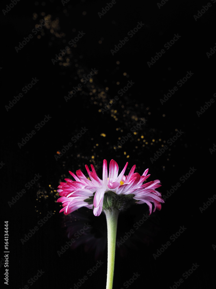 Daisy on a dark background Daisy on a dark background