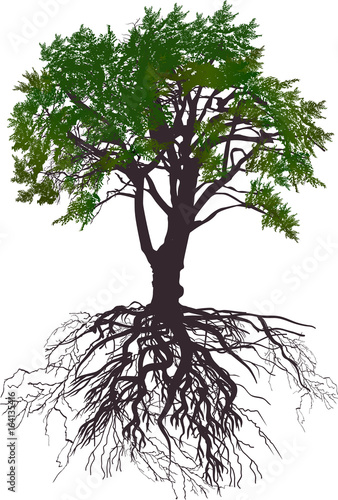 pine large green tree with root on white