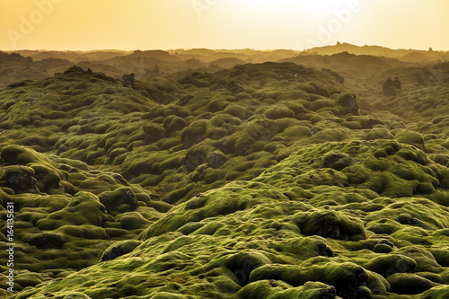 Beautiful panorama of the amazing volcanic mossy landscape of Eldhraun at sunrise in Iceland