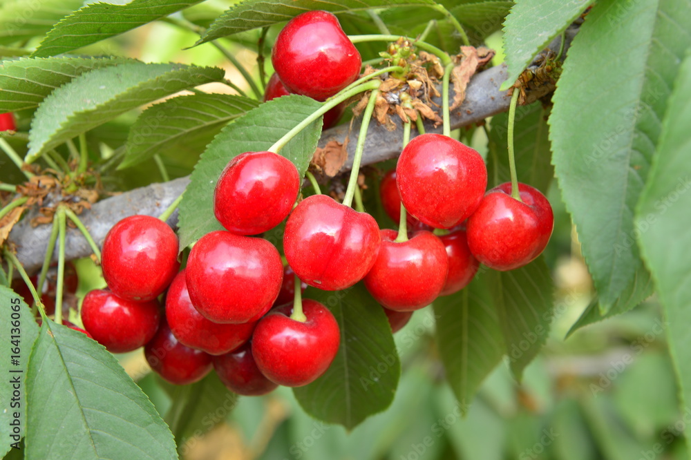 Ripe cherries in a tree