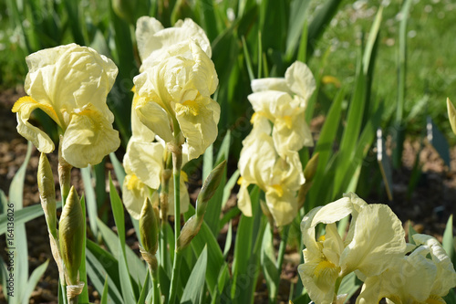 Fototapeta Naklejka Na Ścianę i Meble -  Iris germanica jaune pâle au jardin au printemps