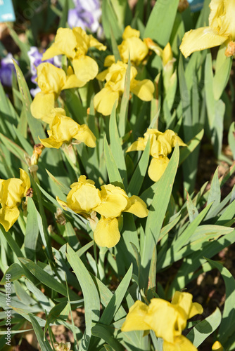 Fototapeta Naklejka Na Ścianę i Meble -  Iris germanica jaune au printemps au jardin