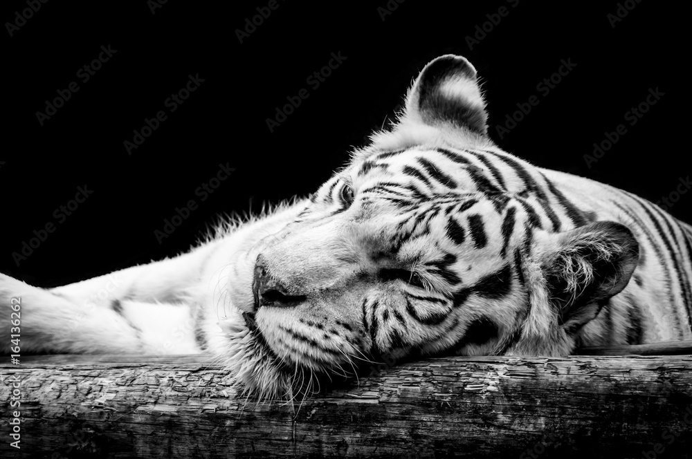 Obraz premium Portret białego tygrysa na czarnym tle