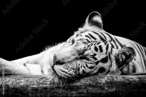 Portrait of a white tiger isolated on black