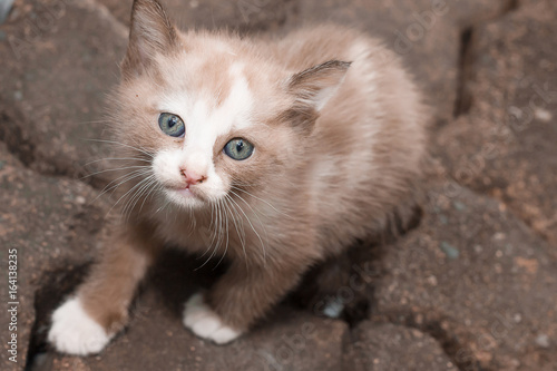 Brown little tabby kitten cute. © nayladen