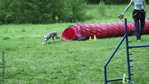 Sequence with slow motion racing in competition, animal agility race with dog running and doing slalom. Sequence with slow motion