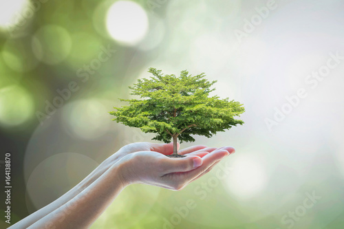 Growing tree to save ecological sustainability, sustainable environment, and corporate social responsibility CSR in nature concept photo