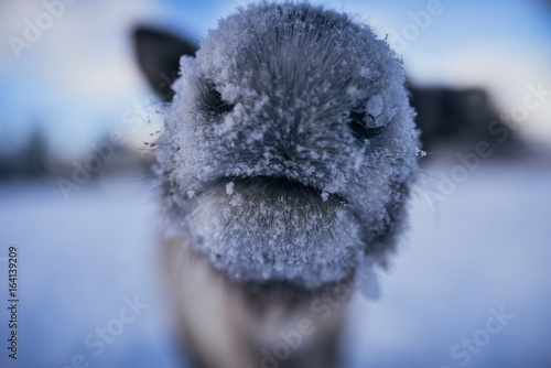 Canvastavla Reindeer Nose