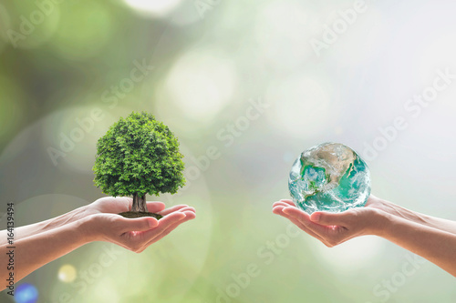 World environment day and biological diversity in nature concept with tree on volunteer’s hands. Element of the image furnished by NASA