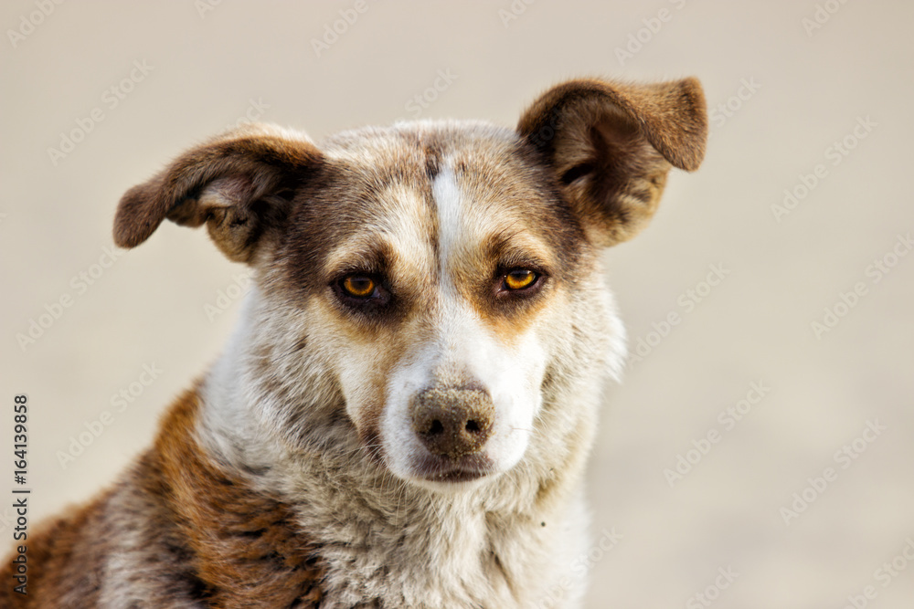 portrait of mongrel stray dog