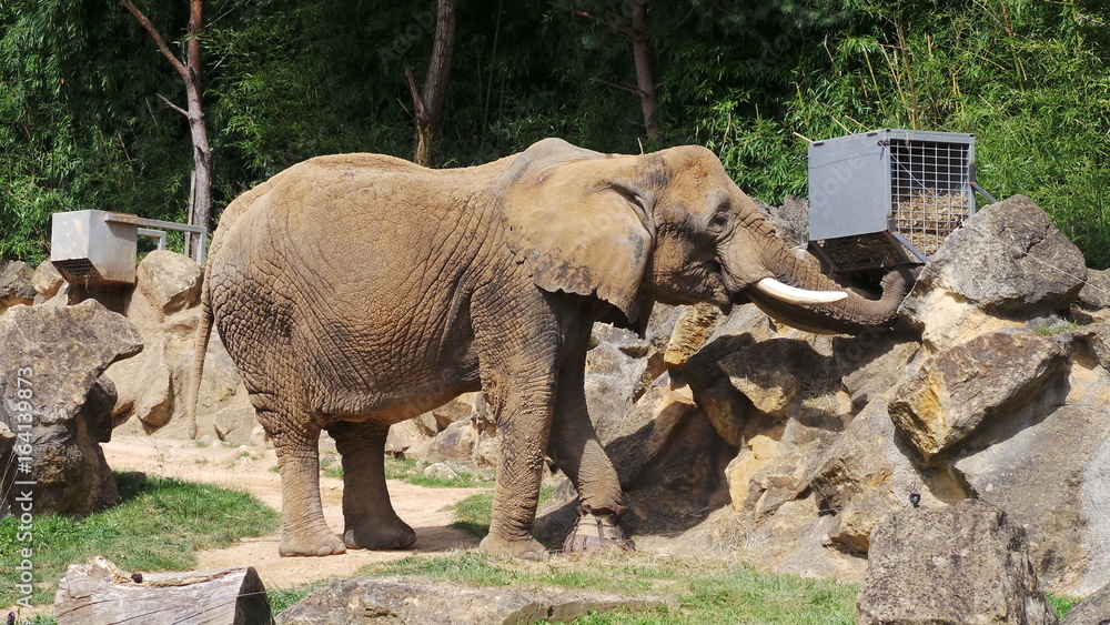Naklejka premium Eléphant