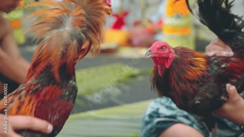 Two balinese man playing with angry roosters