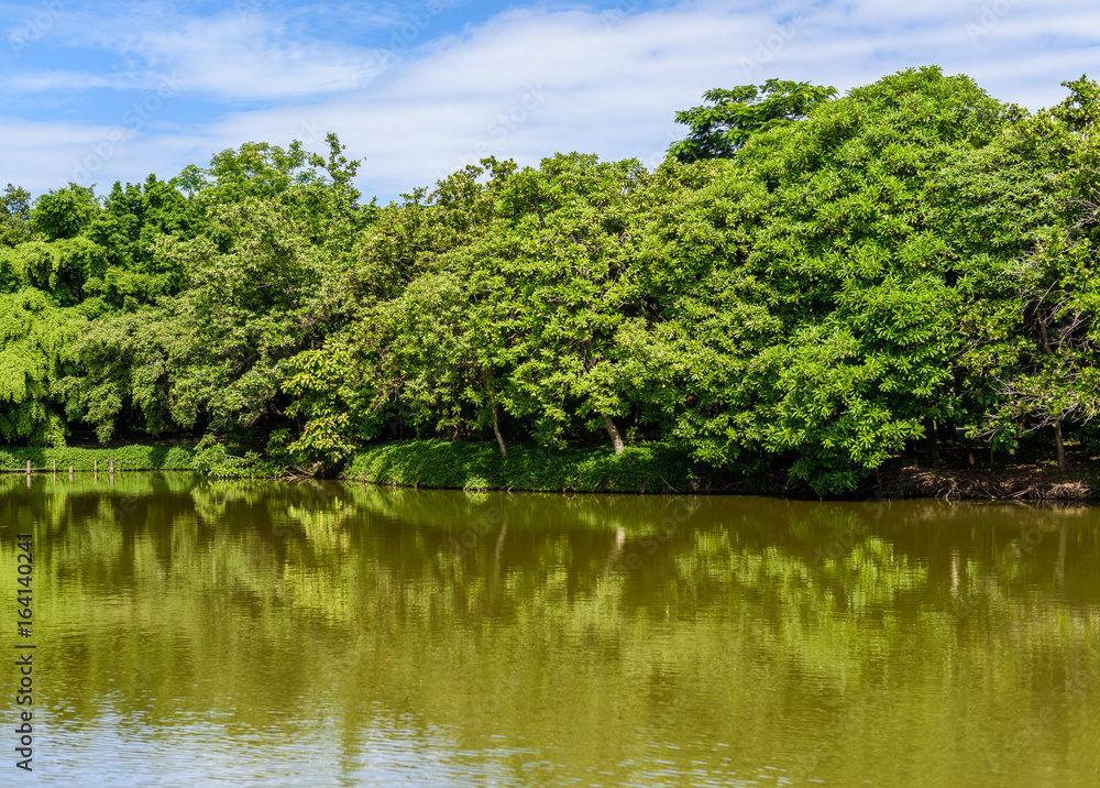 The abundance of plant and trees, blue skies and ponds at Sri Nakhon Khuean Khan Park and Botanical Garden