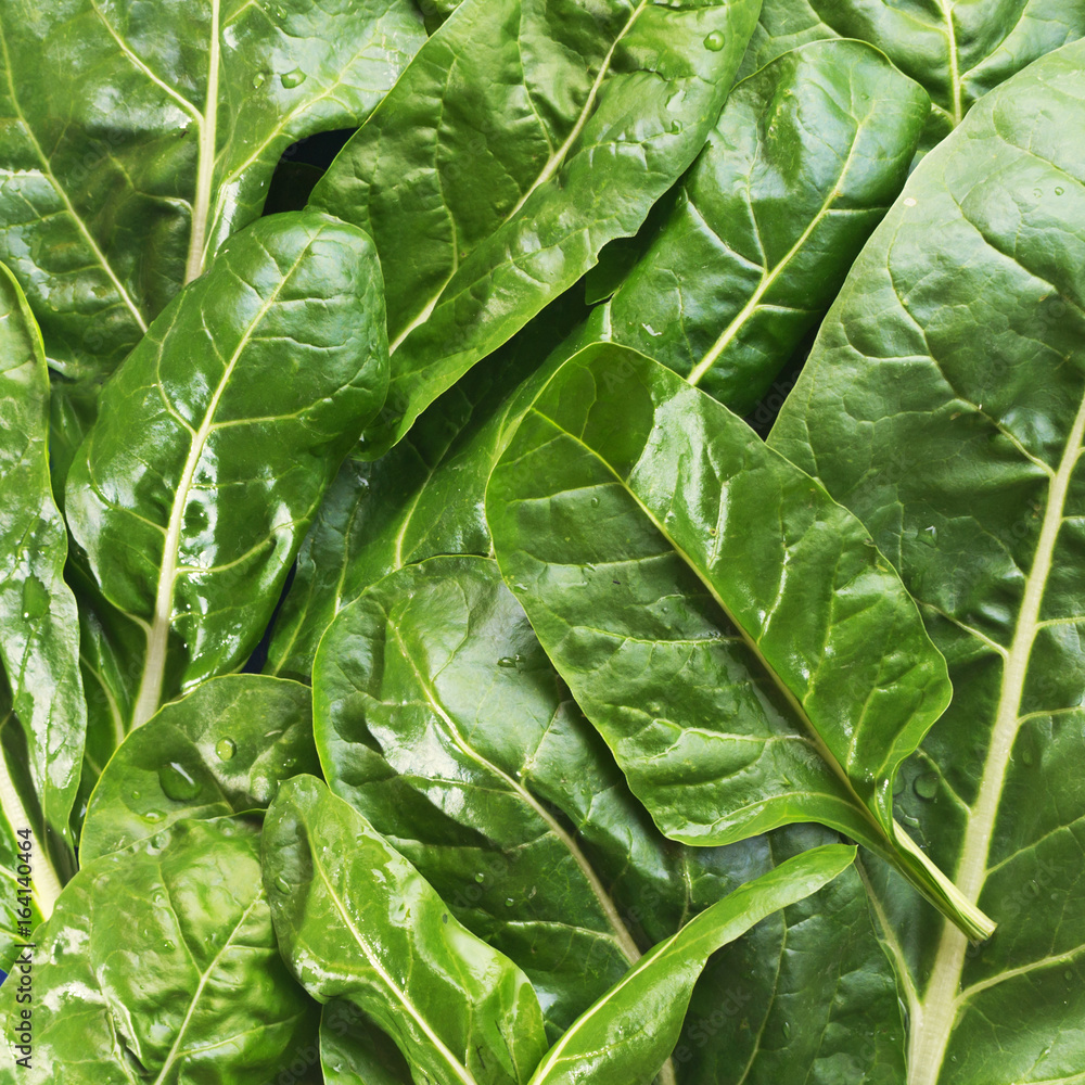Fototapeta premium Fresh chard leaves,background