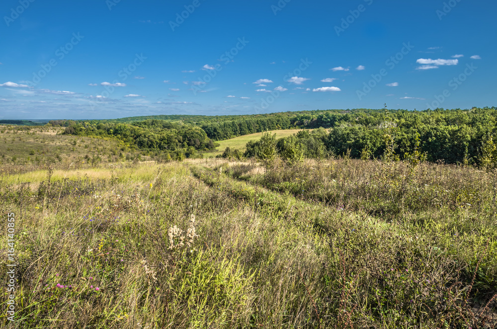 UKrainian summer landscape with wheat field.