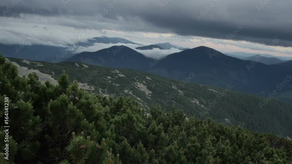 green spruce in mountain top. smooth movement green spruce in mountain top. smooth movement