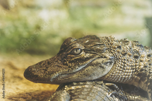 Alligator du mississippi © PicsArt