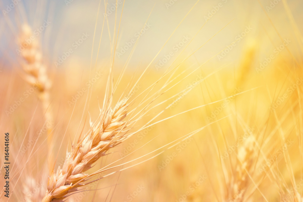 Wheat field natural product. Spikelets of wheat in sunlight close-up. Summer background of ripening ears of agriculture landscape Wheat field natural product. Spikelets of wheat in sunlight close-up. Summer background of ripening ears of agriculture landscape