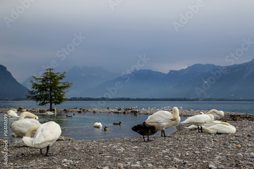 Embankment on Lake Geneva in Lausanne with swans at evening time, Switzerland