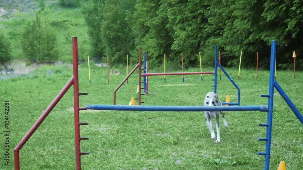 Pet racing in competition, animal agility race with dog running and doing slalom. Sequence with slow motion Pet racing in competition, animal agility race with dog running and doing slalom. Sequence with slow motion