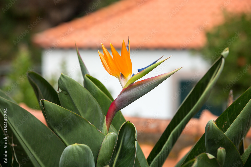Tropical flower strelitzia or bird of paradise flower in Funchal on Madeira Island, Portugal. Tropical flower strelitzia or bird of paradise flower in Funchal on Madeira Island, Portugal.