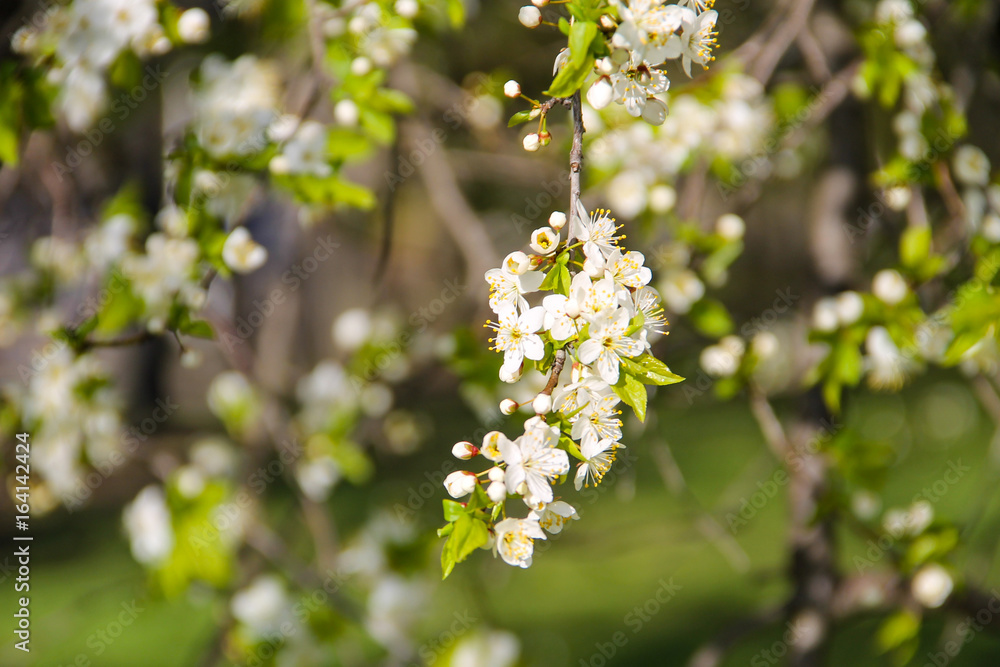 Detail of blossom cherry tree