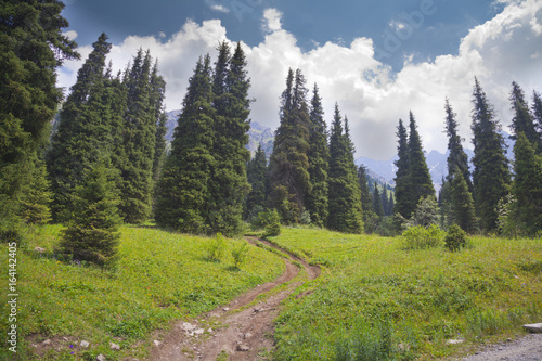 summer spruce mountain meadow cloudscape