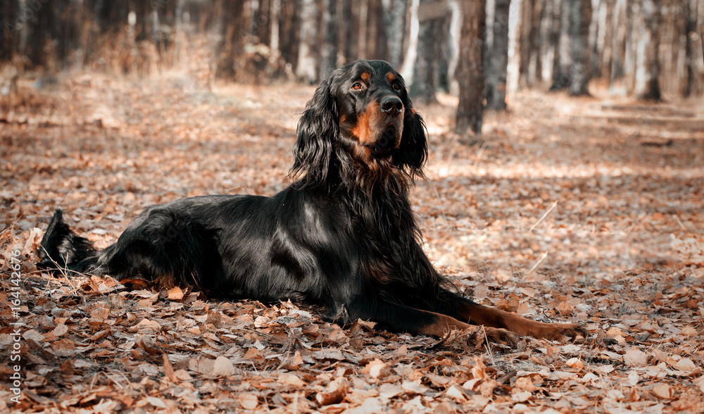 Dog Setter Gordon lying on autumn dry leaves Dog Setter Gordon lying on autumn dry leaves