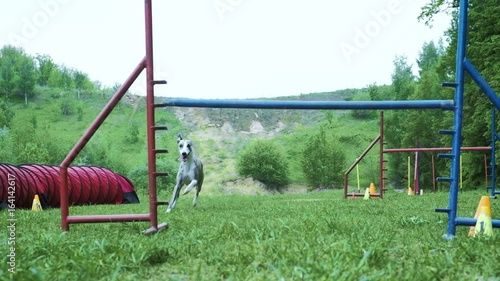 Pet racing in competition, animal agility race with dog running and doing slalom. Sequence with slow motion