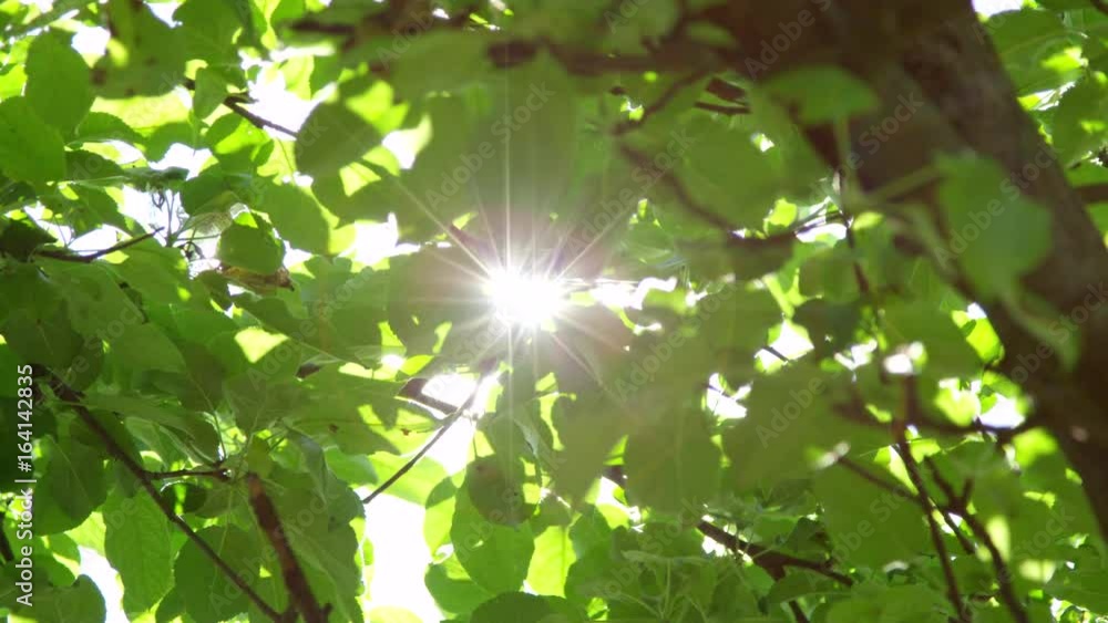 SLOW MOTION CLOSE UP: Sunbeams shining through lush green leaves on branches in tree canopies. Warm spring sun shining through green foliage in apple tree orchard. Sunrays peaking through fresh leaves