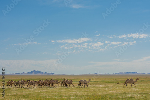 Two-humped camels walking in foothills at sunny day   © photollurg
