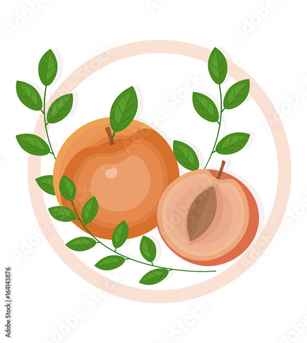 Peach fruits with leaves isolated on white background Vector illustration