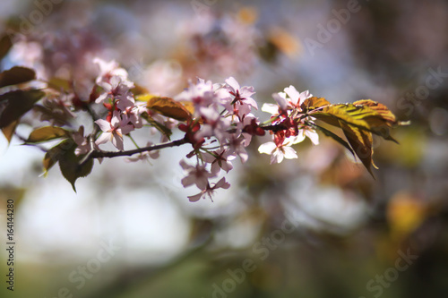 цветущая ветка сакуры  © polukarovaanna