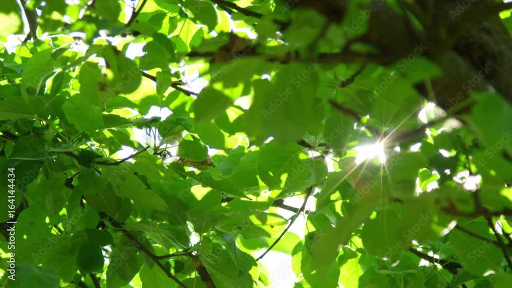 SLOW MOTION CLOSE UP: Sunbeams shining through lush green leaves on branches in tree canopies. Warm spring sun shining through green foliage in apple tree orchard. Sunrays peaking through fresh leaves SLOW MOTION CLOSE UP: Sunbeams shining through lush green leaves on branches in tree canopies. Warm spring sun shining through green foliage in apple tree orchard. Sunrays peaking through fresh leaves