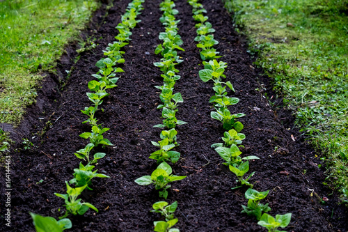 The perfect lines of seedlings. Green garden rows.
