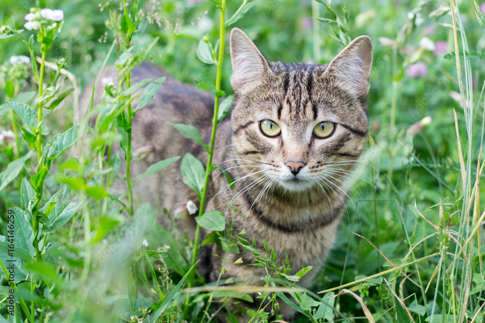 Striped fluffy cat sitting in the green grass