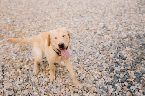 Close-up of a puppy dog labrador outdoors running and smiling towards the owner.
