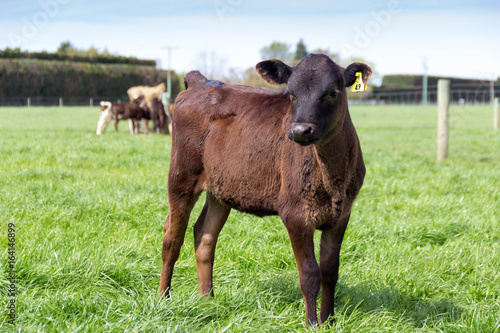 Calves on Pasture in New Zealand