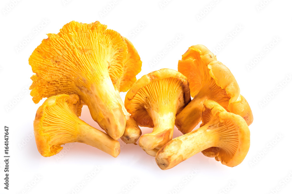 Pfifferlinge Pfifferlinge