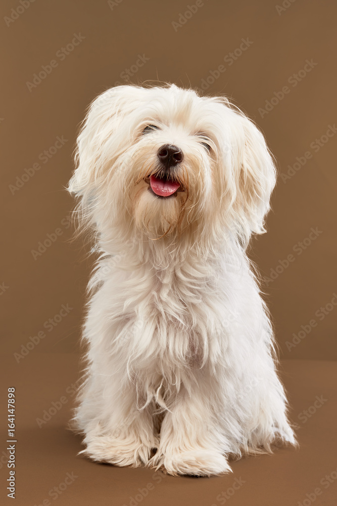maltese seduto maltese seduto