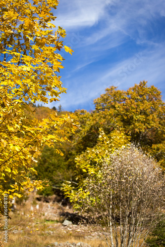 yellow und brown trees on rocky hill, autumn season