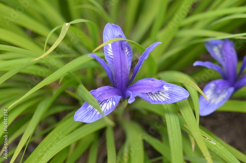 Fototapeta Naklejka Na Ścianę i Meble -  Синий лиловый ирис короткотрубчатый Iris brevituba