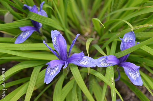 Fototapeta Naklejka Na Ścianę i Meble -  Синий лиловый ирис короткотрубчатый Iris brevituba