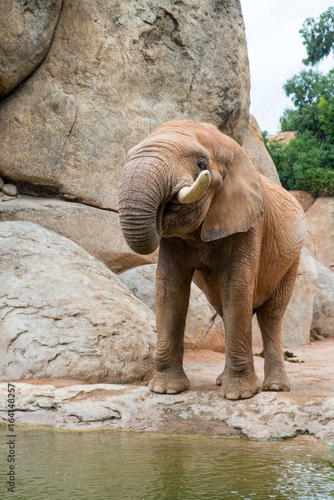 An elephant standing by the water near a waterfall with stones