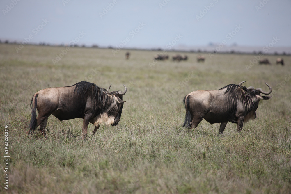 Wildebeest Wild Antelope Gnu in African Botswana savannah Wildebeest Wild Antelope Gnu in African Botswana savannah